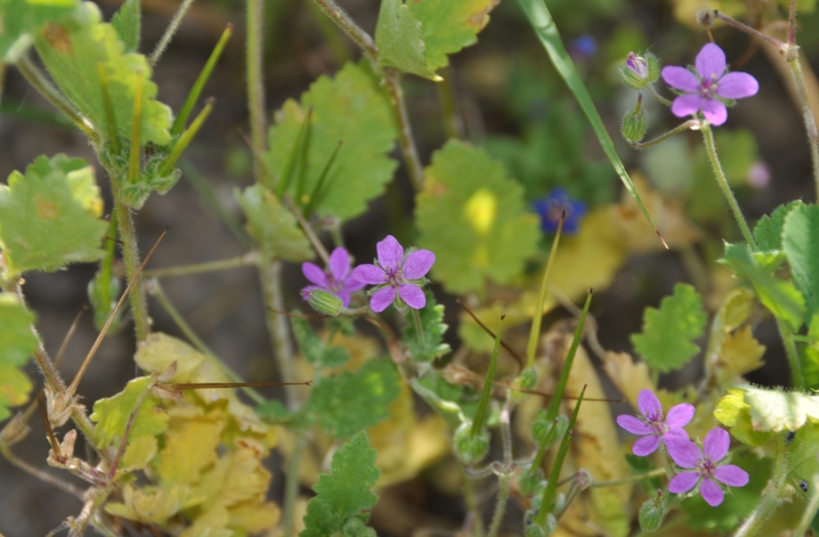 purple wild flowers