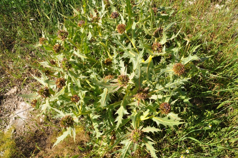 wild flower outside