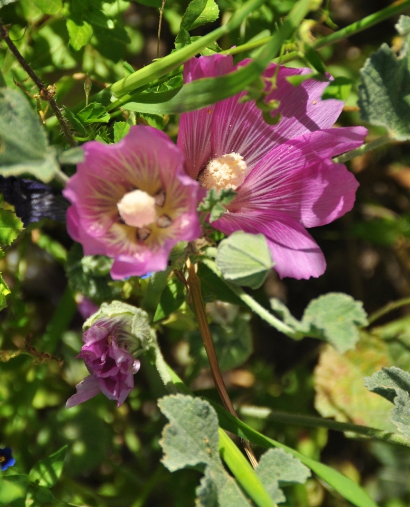 pink wildflower