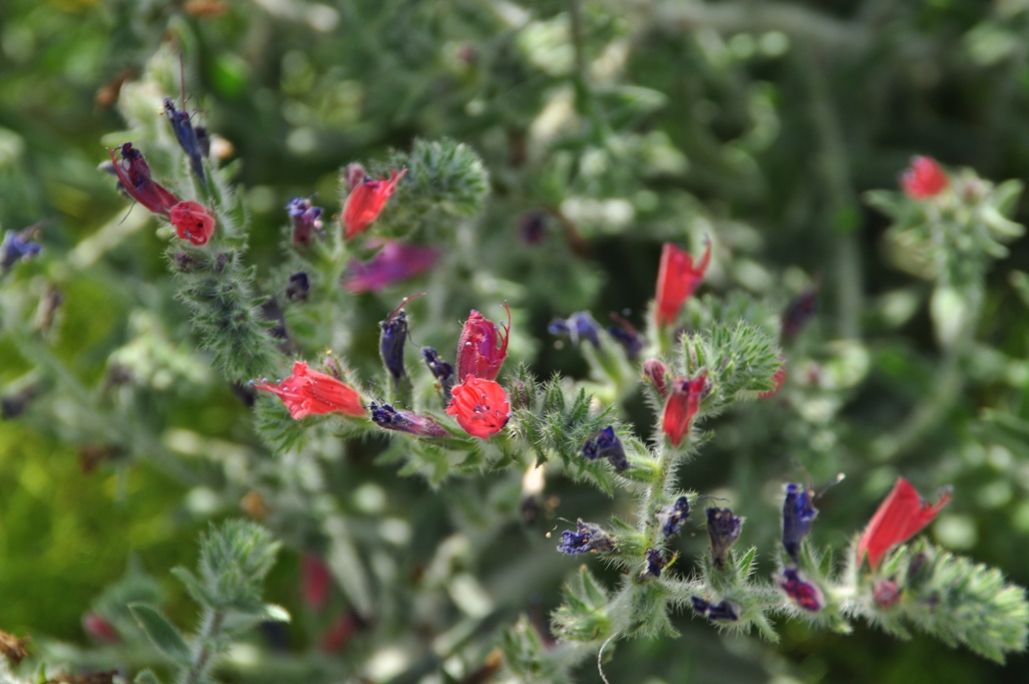 red wild flowers