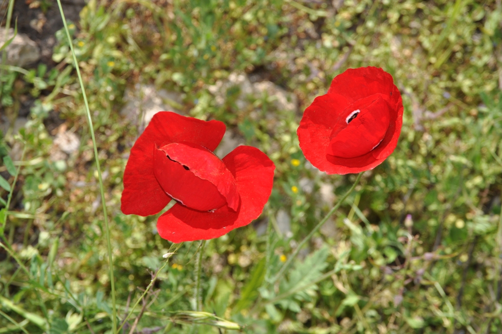 red wild flowers